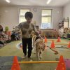 dog3